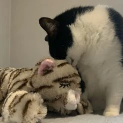 Snuggle Puppy Original Snuggle Kitty Plush Cat Behavioral Aid Anxiety Relief -Pet Cat Supplies Store 108168 PT7. AC SS1800 V1688149016