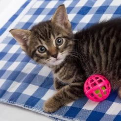 Hartz Just For Cats Toy Variety Pack, 13 Count -Pet Cat Supplies Store 139111 PT5. AC SS1800 V1589230999