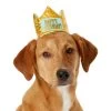 Frisco Happy Birthday Dog & Cat Crown -Pet Cat Supplies Store 153665 MAIN. AC SS1800 V1551230974