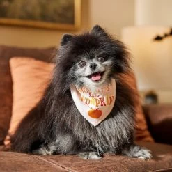 Frisco Mommy's Lil Pumpkin Dog & Cat Bandana -Pet Cat Supplies Store 158936 PT4. AC SS1800 V1633064807