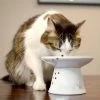 Necoichi Extra Wide Ceramic Elevated Cat Food Bowl, 2-cup -Pet Cat Supplies Store 183502 MAIN. AC SS1800 V1698854493