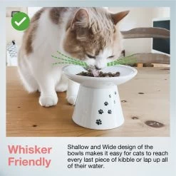 Necoichi Extra Wide Ceramic Elevated Cat Food Bowl, 2-cup 13 Necoichi Extra Wide Ceramic Elevated Cat Food Bowl, 2-cup -Pet Cat Supplies Store 183502 PT2. AC SS1800 V1698867551