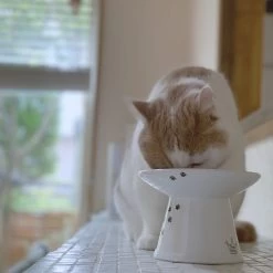 Necoichi Extra Wide Ceramic Elevated Cat Food Bowl, 2-cup 18 Necoichi Extra Wide Ceramic Elevated Cat Food Bowl, 2-cup -Pet Cat Supplies Store 183502 PT7. AC SS1800 V1698866515