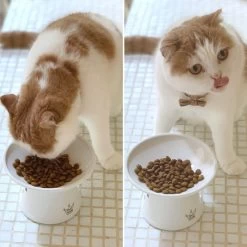 Necoichi Extra Wide Ceramic Elevated Cat Food Bowl, 2-cup 19 Necoichi Extra Wide Ceramic Elevated Cat Food Bowl, 2-cup -Pet Cat Supplies Store 183502 PT8. AC SS1800 V1698854460