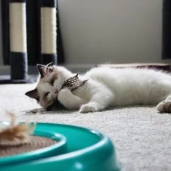 Turbo Flying Teaser Replacement Feather Cat Toy -Pet Cat Supplies Store 202229 PT2. AC SS1800 V1678112597