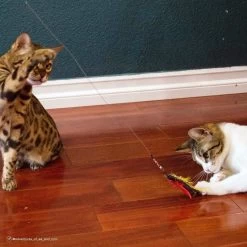 Turbo Flying Teaser Replacement Feather Cat Toy -Pet Cat Supplies Store 202229 PT3. AC SS1800 V1677958389