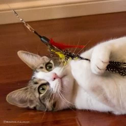 Turbo Flying Teaser Replacement Feather Cat Toy -Pet Cat Supplies Store 202229 PT4. AC SS1800 V1677957831