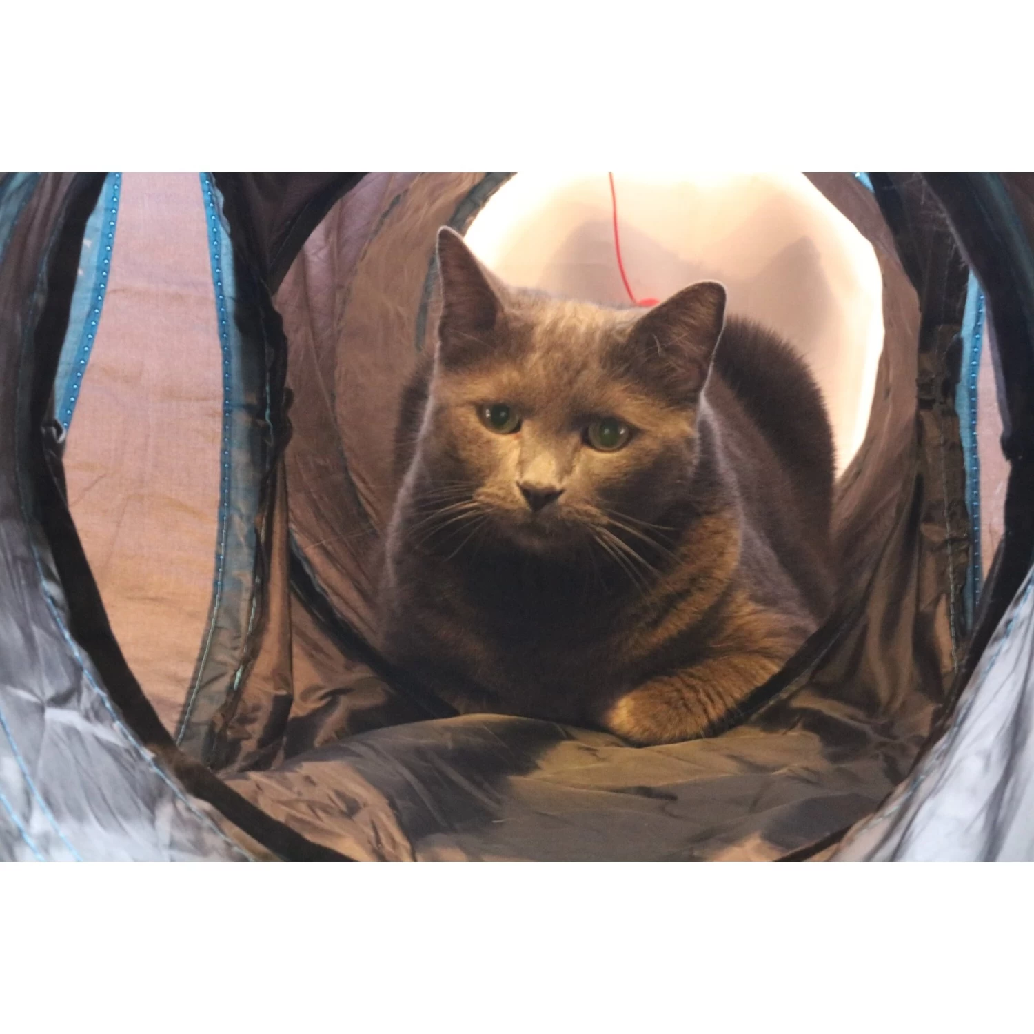 Feline Ruff 12" Premium 4-Way Collapsible Tunnel Cat Toy, Black & Blue 5 Feline Ruff 12" Premium 4-Way Collapsible Tunnel Cat Toy, Black & Blue - Image 3