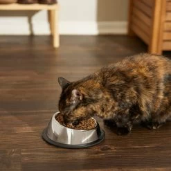Frisco Stainless Steel Taper Non-Skid Cat Bowl -Pet Cat Supplies Store 204467 PT6. AC SS1800 V1599090080