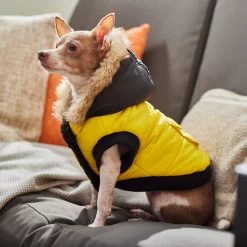 Frisco Heavyweight Anchorage Insulated Dog & Cat Parka, Yellow/Black -Pet Cat Supplies Store 268397 PT8. AC SS1800 V1629761431