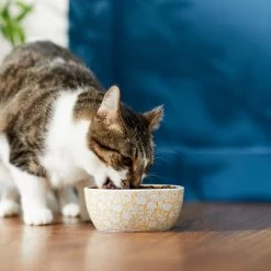 Disney Winnie The Pooh No-Skid Ceramic Cat Bowl -Pet Cat Supplies Store 280658 PT3. AC SS1800 V1629986646