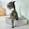 Frisco Stainless Steel Cat Litter Box -Pet Cat Supplies Store 309857 MAIN. AC SS1800 V1675279582