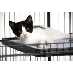 Prevue Pet Products Cat Cage Replacement Shelf -Pet Cat Supplies Store 354652 PT8. AC SS1800 V1662064827