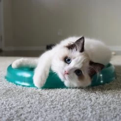 Bergan Scratcher Replacement Pads, 2 Count -Pet Cat Supplies Store 64228 PT3. AC SS1800 V1673648560