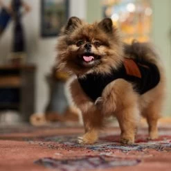 Frisco Light Weight Leopard Print Lined Fleece Dog & Cat Vest -Pet Cat Supplies Store 720694 PT7. AC SS1800 V1692378099