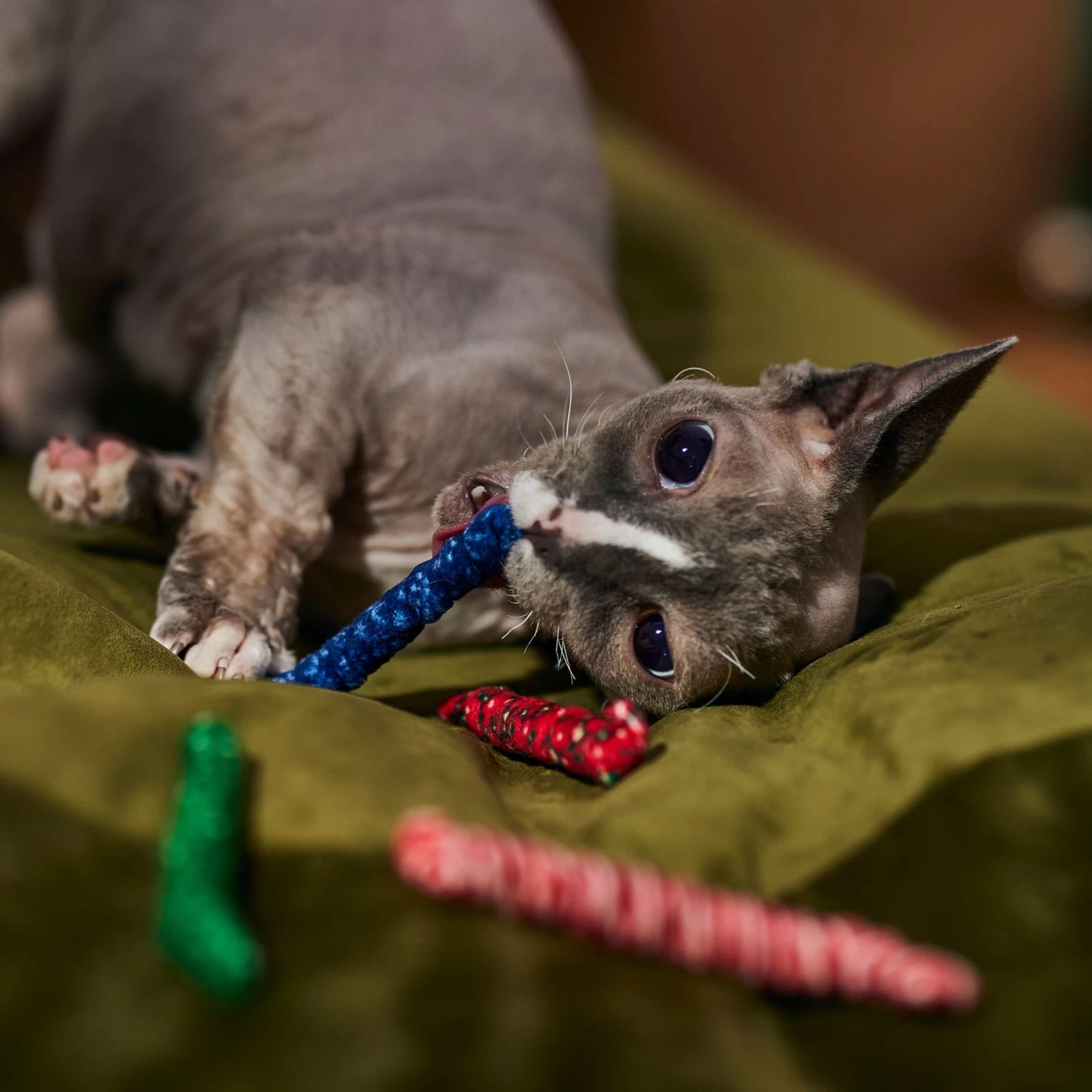 Frisco Holiday Festive Swatting Spirals Cat Toy 5 Frisco Holiday Festive Swatting Spirals Cat Toy - Image 3
