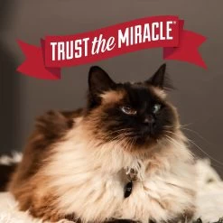 Nature's Miracle Multi-Cat Clumping Clay Cat Litter, 40-lb Bag -Pet Cat Supplies Store 767550 PT7. AC SS1800 V1675442941