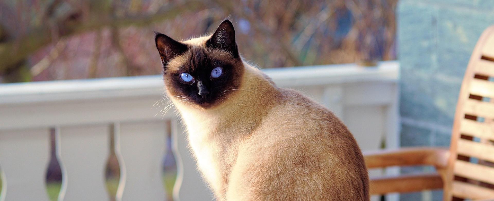 Pet Cat Supplies Store 18 Pet Cat Supplies Store -Pet Cat Supplies Store cat 2068462 1920