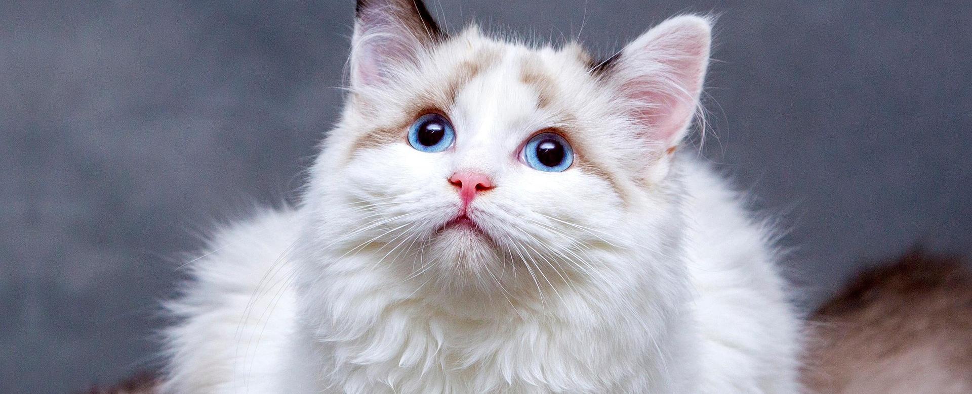 Pet Cat Supplies Store 1 Pet Cat Supplies Store -Pet Cat Supplies Store cats 8096304 1920